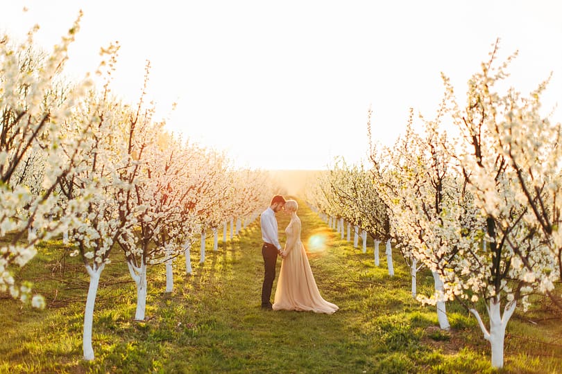 Couple in love having a date love story in spring blooming garden, standing between lines of beautiful cherry trees in bloom during the springtime, sunrise or sunset