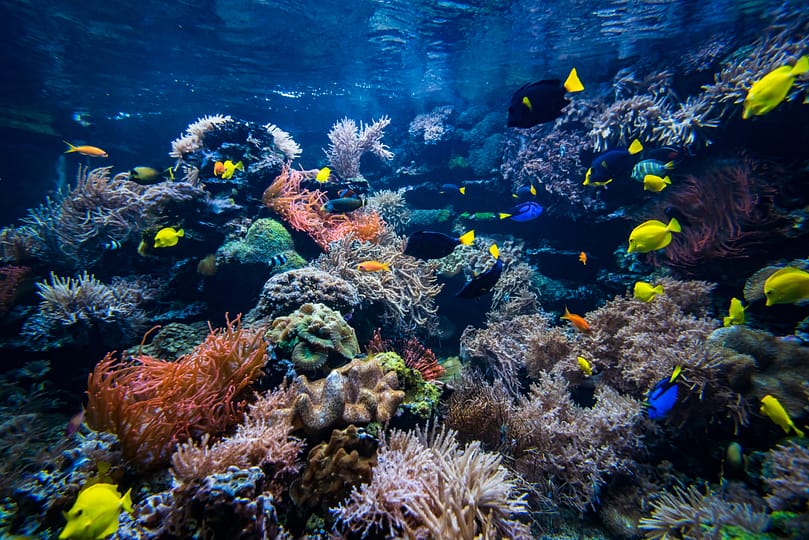 Underwater view of the coral reef